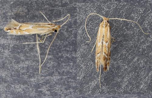 Réf. 259 021 : Phyllonorycter sp.
